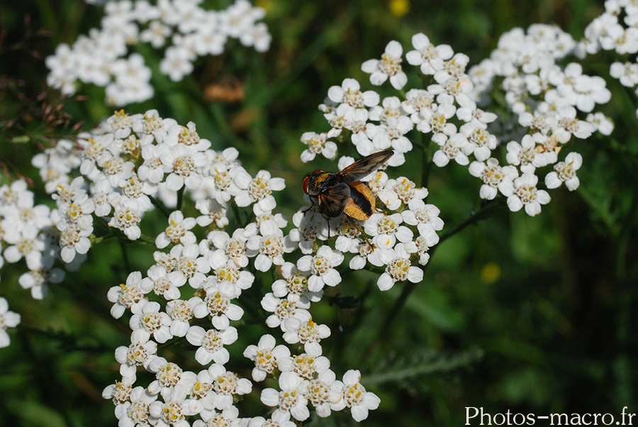 Ectophasia crassipennis